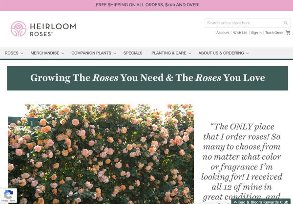 Magento Stabilization Heirloom Roses